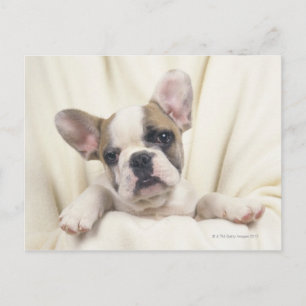 Der Bulldog, der oft als der englische Bulldog bez Postkarte