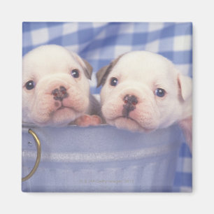 Der Bulldog, der oft als englischer Bulldog bezeic Magnet