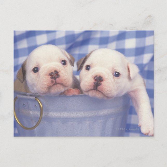 Der Bulldog, der oft als englischer Bulldog bezeic Postkarte (Vorderseite)