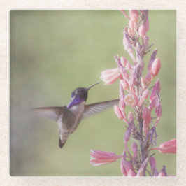Der charmante Hummingbird an der Costa Glasuntersetzer