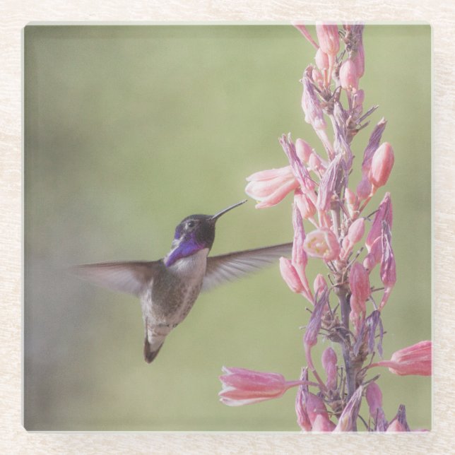 Der charmante Hummingbird an der Costa Glasuntersetzer (Vorderseite)