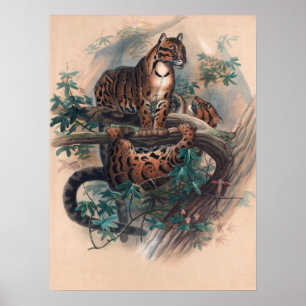 Der Clouded Tiger von Joseph Wolf Poster