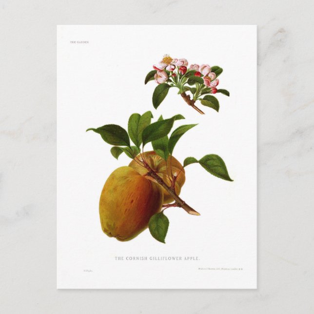 Der Cornish Gilliflower Apple Postkarte (Vorderseite)