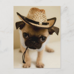 Der Cowboy-Mops-Welpe Postkarte