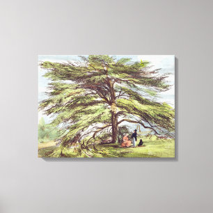 Der der Libanon-Zedern-Baum im Arboretum, Kew Leinwanddruck