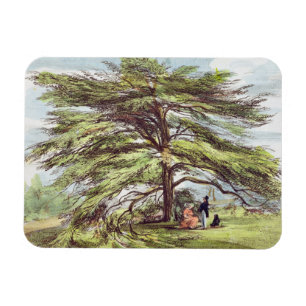 Der der Libanon-Zedern-Baum im Arboretum, Kew Magnet