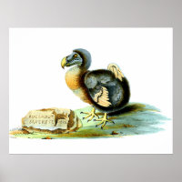 Der Dodo