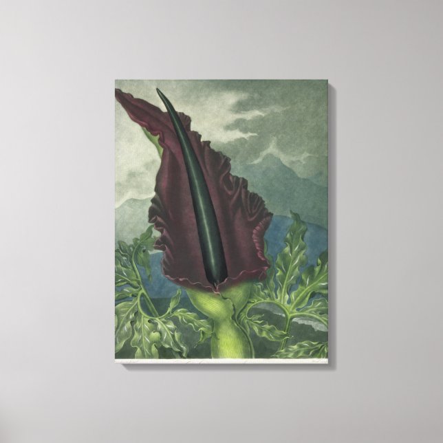 Der Drache Arum, graviert von Ward, aus "Der Tempe Leinwanddruck (Vorderseite)