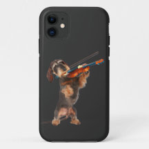 Der Drahthaarterrier Dackel Violinist