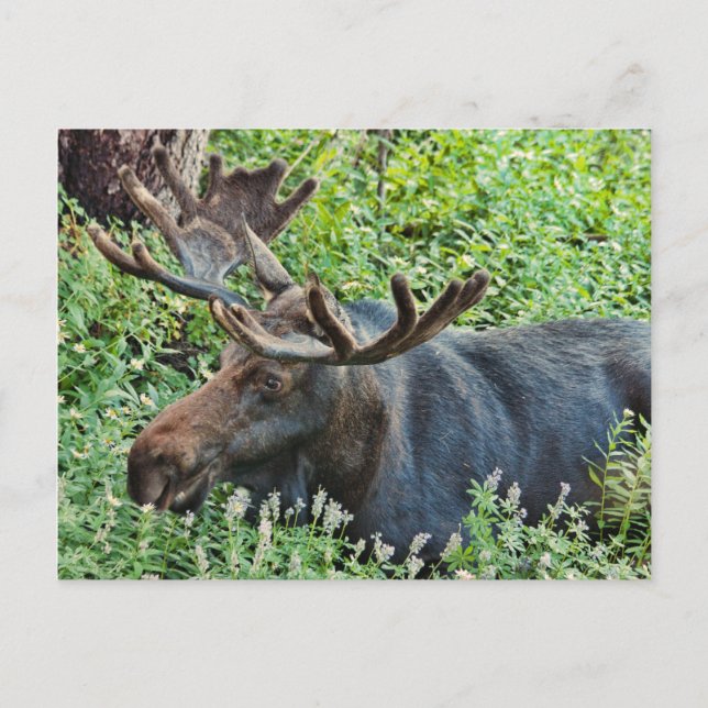 Der Elch Postkarte (Vorderseite)