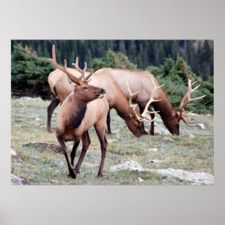 Der Elks Club Poster