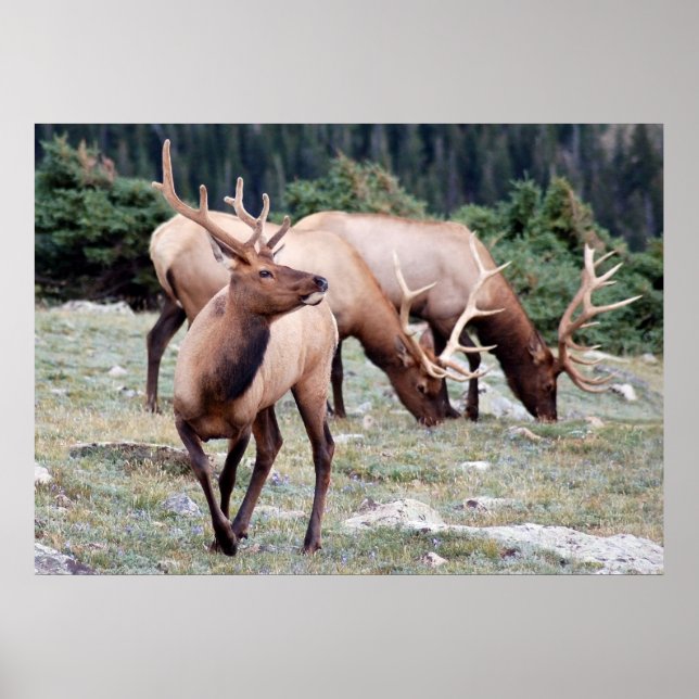 Der Elks Club Poster (Vorne)