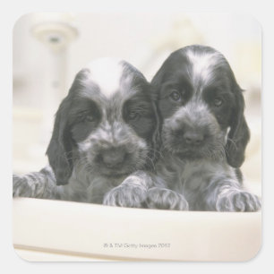 Der englische Cocker Spaniel ist eine Hunderasse.  Quadratischer Aufkleber