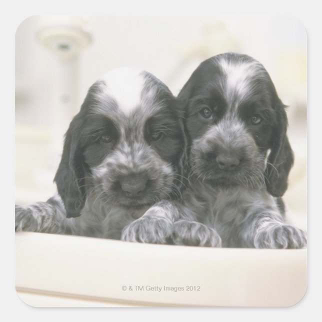 Der englische Cocker Spaniel ist eine Hunderasse.  Quadratischer Aufkleber (Vorderseite)