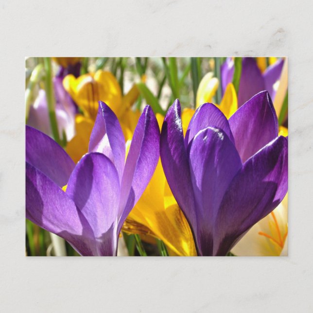 Der erste Aufschwung des Frühlings: Der Krokus Postkarte (Vorderseite)