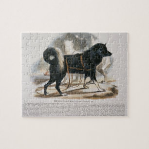 Der Esquimaux Hund (Canis familiaris)