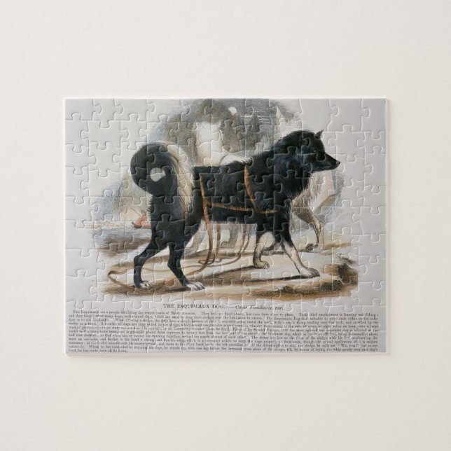 Der Esquimaux Hund (Canis familiaris) (Horizontal)