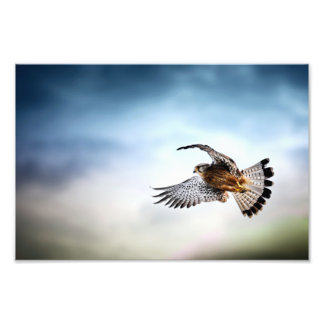 Der Falcon schießt in den Himmel Fotodruck