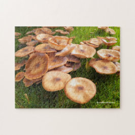 Der Fall der Pilze