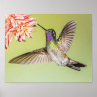 Der farbenfrohe Hummingbird fliegt zu einer Blume