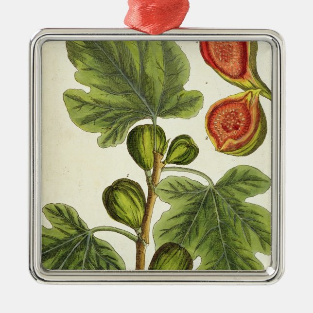 Der Feigenbaum, überziehen 125 von "einem Silbernes Ornament (Vorne)