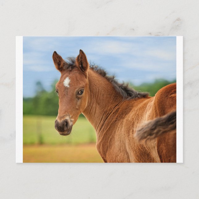 Der Film Postkarte (Vorderseite)