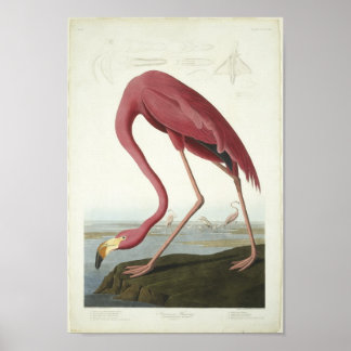Der Flamingo nimmt einen flüchtige Blick ein Poster