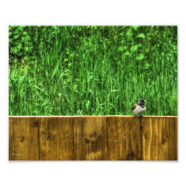 Der Fluffy Bird Fotodruck