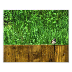 Der Fluffy Bird Fotodruck