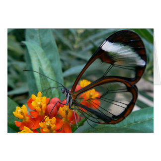 der Flügel-werdenfenster Schmetterling