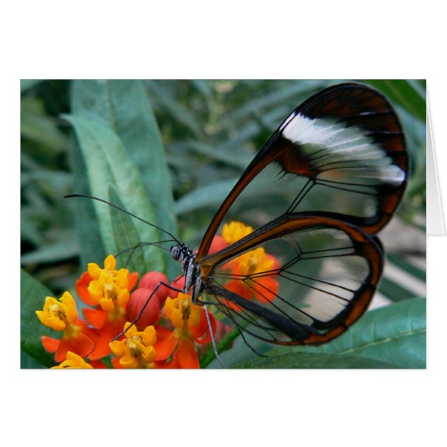 der Flügel-werdenfenster Schmetterling (Vorderseite (Horizontal))