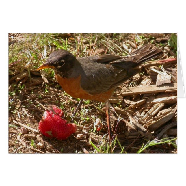 Der frühe Vogel bekommt die ... (Vorderseite (Horizontal))