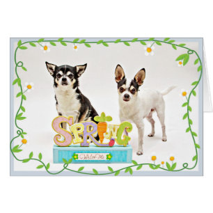 Der Frühling Chihuahuas