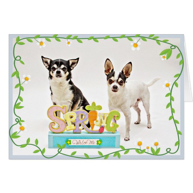 Der Frühling Chihuahuas (Vorderseite (Horizontal))