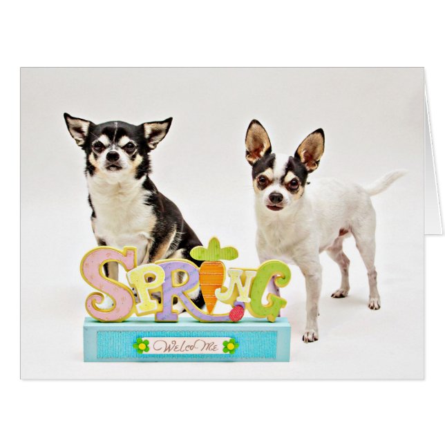 Der Frühling Chihuahuas (Vorderseite (Horizontal))