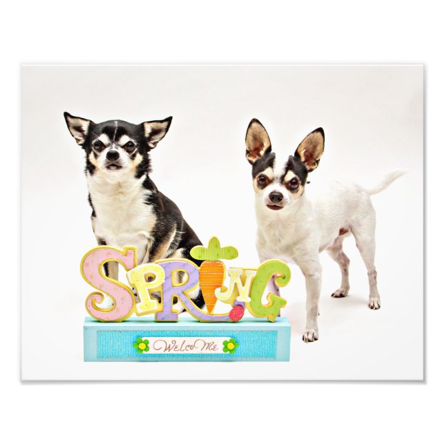 Der Frühling Chihuahuas Fotodruck (Vorne)