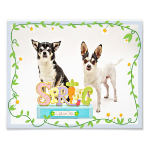 Der Frühling Chihuahuas Fotodruck