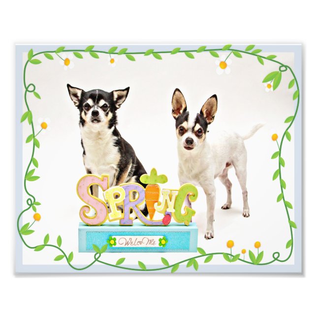 Der Frühling Chihuahuas Fotodruck (Vorne)