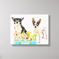 Der Frühling Chihuahuas