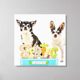 Der Frühling Chihuahuas Leinwanddruck