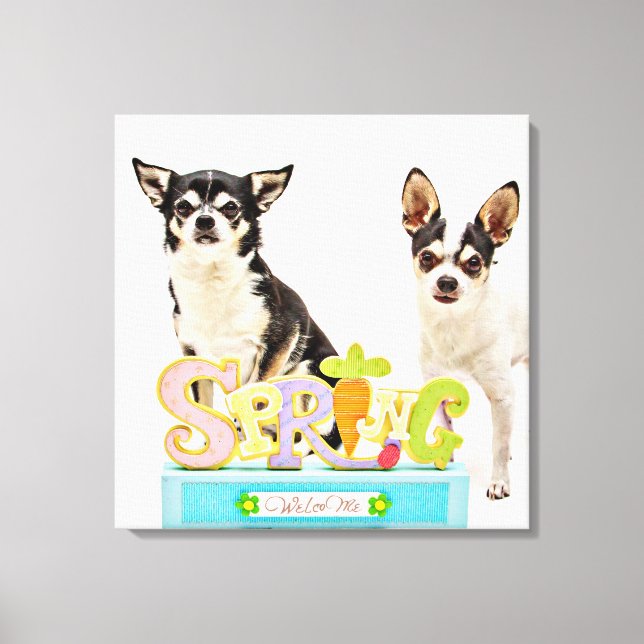 Der Frühling Chihuahuas Leinwanddruck (Vorderseite)