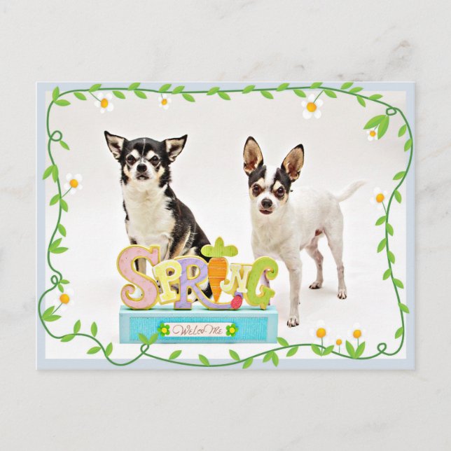 Der Frühling Chihuahuas Postkarte (Vorderseite)