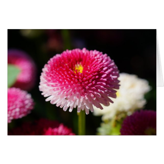 Der Frühling hat Frühling! (Vorderseite (Horizontal))