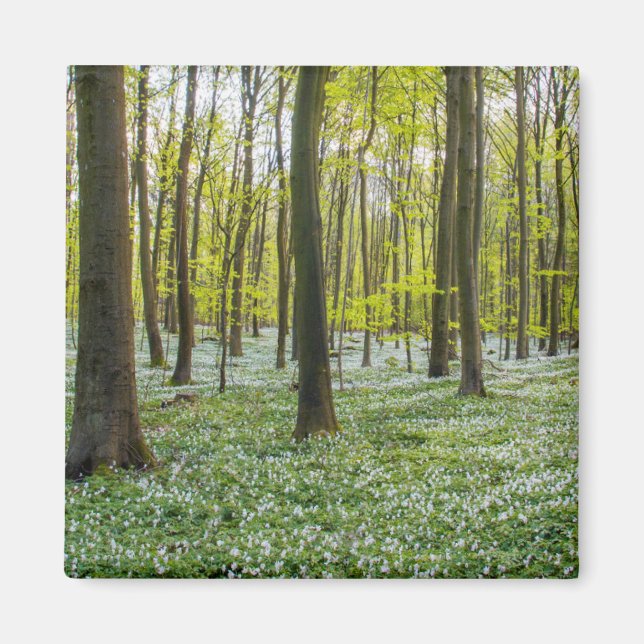 Der Frühling im Leben Magnet (Vorne)