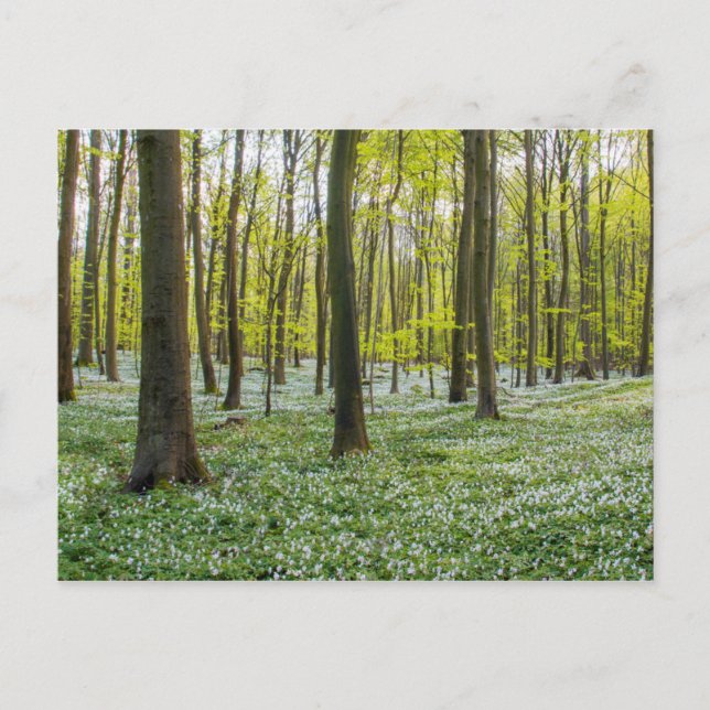 Der Frühling im Leben Postkarte (Vorderseite)