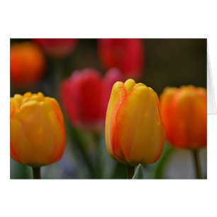 Der Frühling in Farben