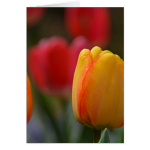 Der Frühling in Farben