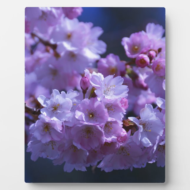 Der Frühling ist da! Fotoplatte (Vorderseite)