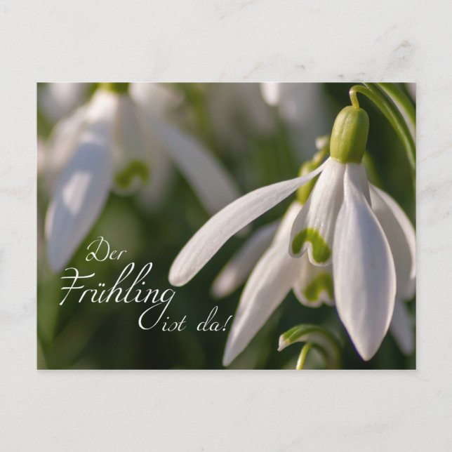 Der Frühling ist da! Postkarte (Vorderseite)