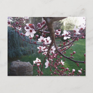 Der Frühling ist entstanden Postkarte